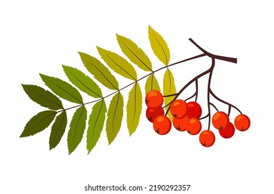 Zweig und Blatt von Rowan. Vektorgrafik