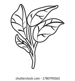 Zweig mit botanischem Linienstil, Vektorgrafik-Design