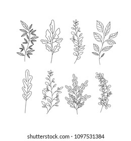 branch with leafs decorative icons