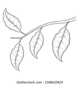 branch with leafs drawn style