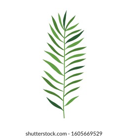 branch with leafs nature isolated icon vector illustration design
