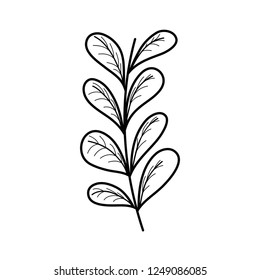 branch with leafs plant