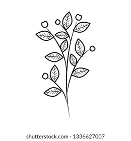 branch with leafs plant