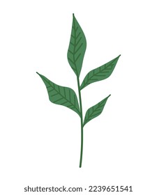 branch with leafs plant foliage
