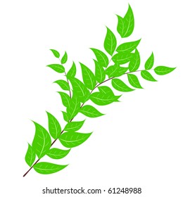 Branch leaves