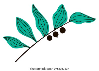 Branch with leaves and berries. Forest berries Polygonatum. Plant in a flat style. Vector illustration. 
