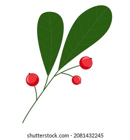 Branch with leaves and berries, holly berry on a white background. Mistletoe fruit. Winter holidays and celebrations, festive themes. Sprig for typography decor, open design