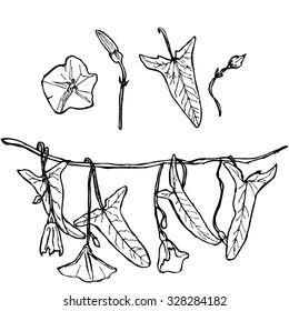 branch with leaves buds and flowers bindweed floral set contours isolated on white background hand-drawn. Vector