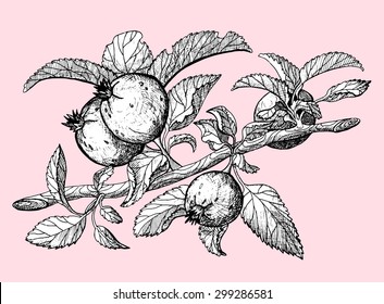 Branch with leaves and crab apples, monochrome hand drawn illustration on pink background