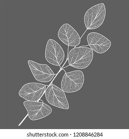 Branch With Leaves Eucalyptus. Vector Illustration.