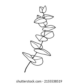 Branch with leaves Eucalyptus. Vector stock illustration eps10. Outline, isolate on white background. Hand drawn.