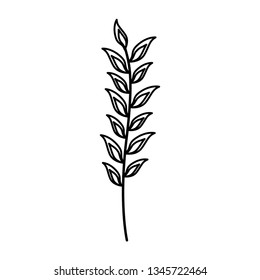 branch leaves foliage