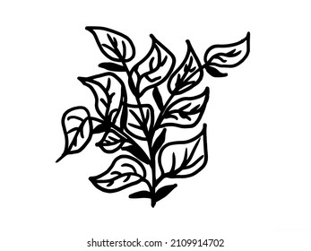 Branch with leaves, freehand drawing of a plant, with a black stroke, on a white background, coloring for children, printable