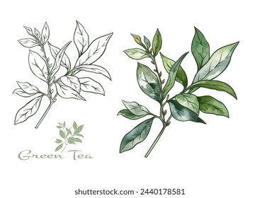 Branch with leaves of green tea. Clip art, set of elements for design Vector illustration. In botanical style