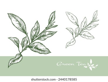 Branch with leaves of green tea. Clip art, set of elements for design Vector illustration. In botanical style