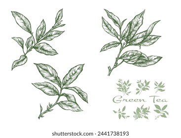 Zweig mit Blättern von grünem Tee. ClipArt, Satz von Elementen für Design Vektor-Illustration. Im botanischen Stil