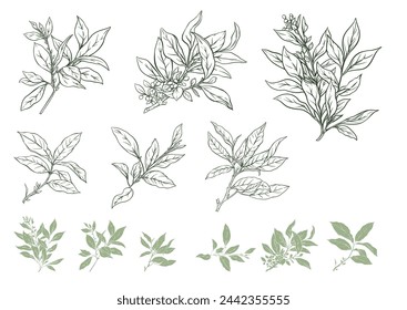 Branch with leaves of green tea. Clip art, set of elements for design Vector illustration. In botanical style