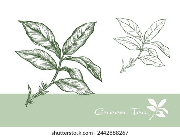 Zweig mit Blättern von grünem Tee. ClipArt, Satz von Elementen für Design Vektor-Illustration. Im botanischen Stil