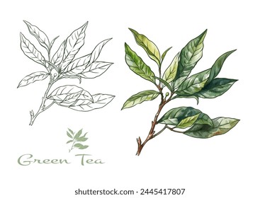 Branch with leaves of green tea. Clip art, set of elements for design Vector illustration. In botanical style