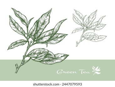 Branch with leaves of green tea. Clip art, set of elements for design Vector illustration. In botanical style