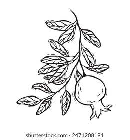 Rama con hojas y granada en crecimiento. Vector botánico ilustración en blanco y negro, dibujado a mano en estilo linocut sobre fondo aislado. Dibujo para el diseño de envases de alimentos y cosméticos, tarjetas