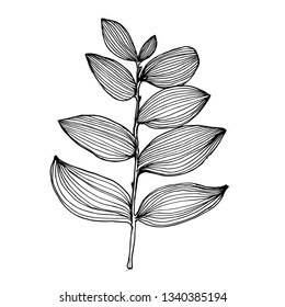branch with leaves hand drawing vector illustration isolated on white background