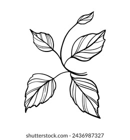 Branch with leaves hand drawn, line art vector illustration