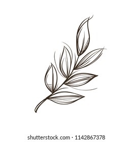 Branch with leaves in hand drawn, sketch style. Decorative plant element for greeting cards, invitations and much more. Outline vector illustration isolated on white background.