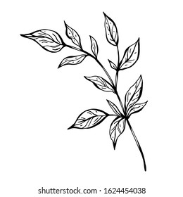 Branch with leaves. Hand drawn vector illustration. Monochrome black and white ink sketch. Line art. Isolated on white background. Coloring page.