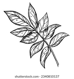 Branch with leaves. Hand drawn vector illustration on isolated background in outline style. Botanical detailed drawing painted by black inks for icon or logo. Contour monochrome sketch for invitations