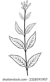 branch and leaves hand drawn vintage style. Element design for greeting cards and invitations of the wedding, vector illustration