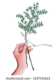 Branch with leaves in a hand. Vector illustration.