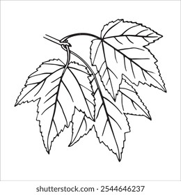 A branch with leaves is a hand-drawn doodle with a linear vector illustration
