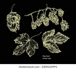 Branch and leaves of hops. Freehand drawing on a black background.