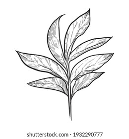 Branch with leaves isolated on white background. Hand drawn vector illustration.