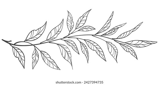 branch with leaves line art vector illustration