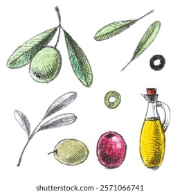 Branch with leaves and olive, colorful olives, sliced, bottle with olive oil and some different leaves. Hand-drawn set, graphics. Pencil drawing with colorful pastel elements. Vintage.