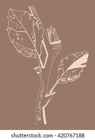 A branch with leaves on a beige background. Graphic elements for your design. Sketch. Vector illustration.