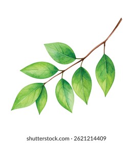 branch with leaves on isolated white background, watercolor hand drawn