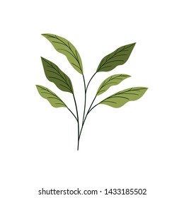 branch with leaves on white background