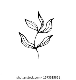 Branch with leaves on white background vector illustration. Doodle style. Design icon, print, logo, poster, symbol, decor, textile, paper, card. Tattoo desing.