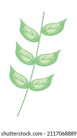 branch with leaves on white background