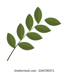branch with leaves on white background