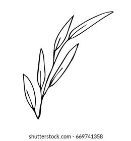 Branch with leaves on white background vector illustration. Doodle style. Design icon, print, logo, poster, symbol, decor, textile, paper, card. 