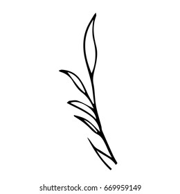 Branch with leaves on white background vector illustration. Doodle style. Design icon, print, logo, poster, symbol, decor, textile, paper, card. 