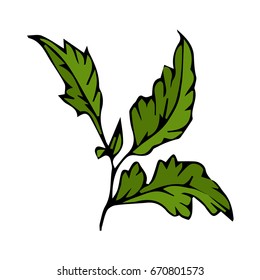 Branch with leaves on white background  illustration. Doodle style. Design icon, print, logo, poster, symbol, decor, textile, paper, card. 