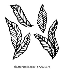 Branch with leaves on white background vector illustration. Doodle style. Design icon, print, logo, poster, symbol, decor, textile, paper, card. 