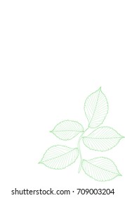 Branch with leaves on a white background