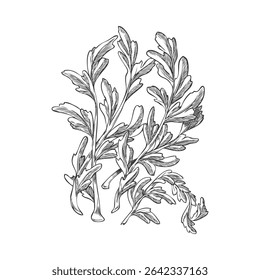 Branch with leaves of Peruvian maca plant, monochromatic hand drawn illustration. Superfood. Organic ingredient. For decoration and botany themes. Vector. Isolated background. Engraving.