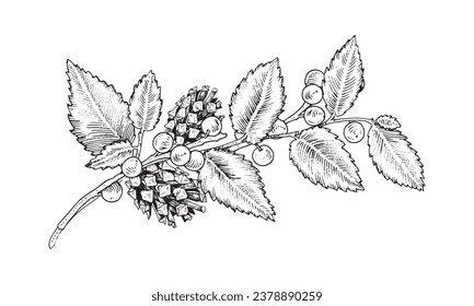 Branch with leaves and pinecones. Vector illustration of pine cone and winter berry twig. Hand drawn graphic clip art on isolated background. Autumn plant sketch. Line art with black outlines